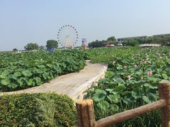 -白洋淀景区