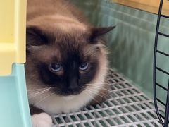 -瑞鹏宠物医院·骨科·猫科·内科(第一中心)