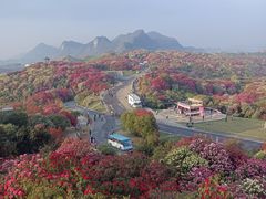 -贵州百里杜鹃风景名胜区
