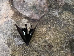 -罗浮山嘉宝田森林温泉度假酒店