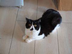 -平行世界·猫咖(首经贸店)