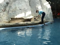 -帝企鹅自助餐厅•儿童岛•真企鹅(长隆企鹅酒店)