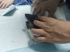 -半岛宠物医院24小时(科华中路店)