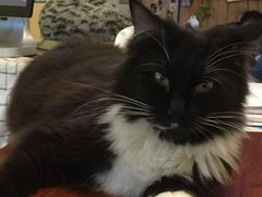-猫色咖啡·猫咖