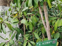 -广西壮族自治区药用植物园