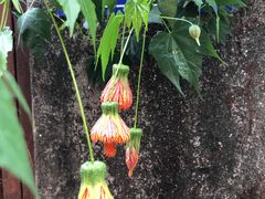 -守英猪脏粉(仓桥街店)