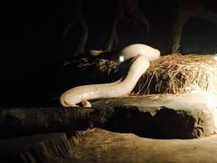 -清迈夜间动物园
