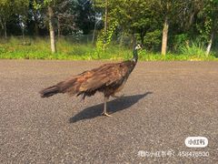 -云南野生动物园