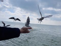-海埂大坝