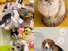 -有喵·猫咖·狗咖·30几只猫10只小狗(岗厦店)
