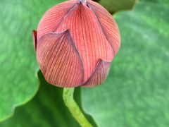 -龙大花卉苗木市场