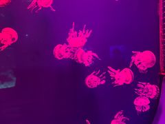 -福州罗源湾海洋世界旅游区