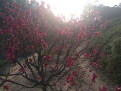 -南国桃园旅游度假区