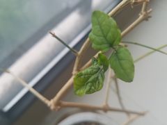 -桂林市花鸟市场