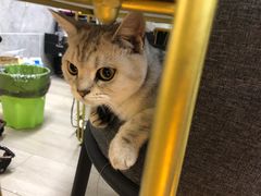 -小杨烤肉(朱雀店)