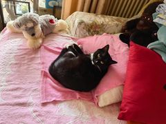 -纳吉亚猫专科动物医院博雅分院