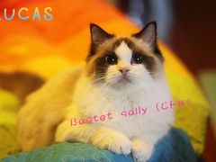 -Bastet sally猫舍购宠(静安店)