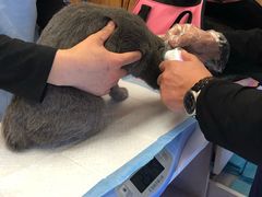 -纳吉亚猫专科动物医院博雅分院