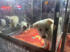 -中环花鸟鱼虫市场