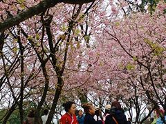-南山植物园