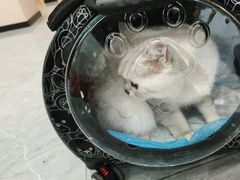 -安安宠医·臻爱宠物医院·宠保定点(营门口路分院)