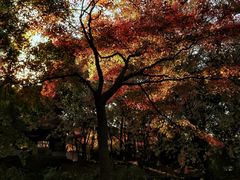 -秋霞圃