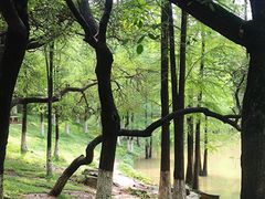 -番禺大夫山森林公园