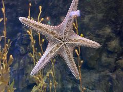 -太平洋海底世界