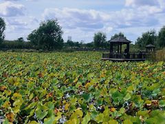 -羊亭河湿地公园