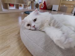 -猫和宫(六道口店)