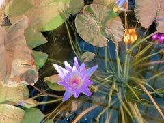 -国家植物园南园