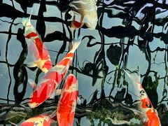 -观唐（国际）度假村温泉