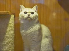 -Pets First伊珊娜洗护·精致美容·家庭式寄养(新会路店)