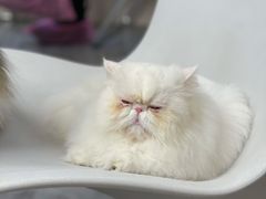 -More Fun猫咖 二十只万元加菲主题