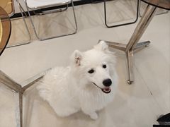 -共舞时光猫咖·狗咖(新街口店)