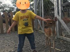 -鹿境梅花鹿生态园区