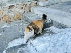 -白云观