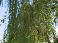 -石家庄市植物园