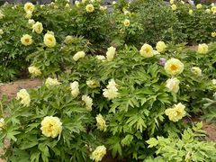 -洛阳市隋唐城遗址植物园