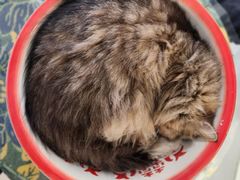 -平行世界·猫咖(首经贸店)