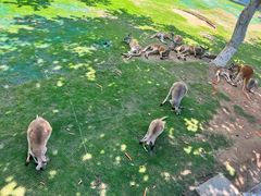 -西霞口神雕山野生动物世界