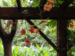 -陈家山荷花公园