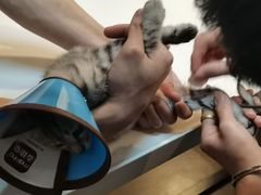 -御宝贝·A梦猫科宠物医院(国际猫友好医院)