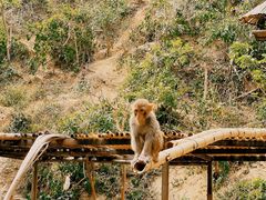 -西双版纳原始森林公园