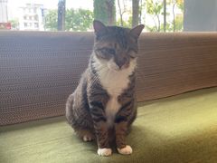 -御宝贝·A梦猫科宠物医院(国际猫友好医院)