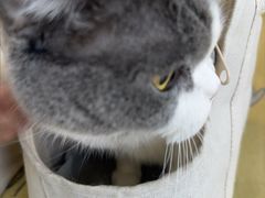 -瑞鹏宠物医院·内科·中兽医·骨科(苗圃店)