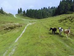 -武陵山森林公园