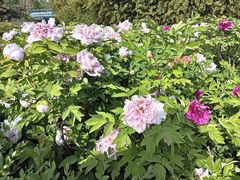 -洛阳市隋唐城遗址植物园