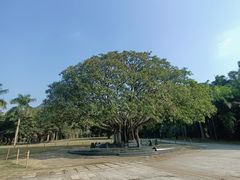 -深圳仙湖植物园-停车场