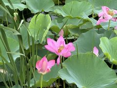 -羊亭河湿地公园